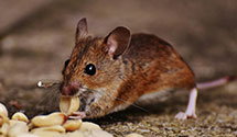 24 Hour & Emergency Exterminators in North Bergen, NJ